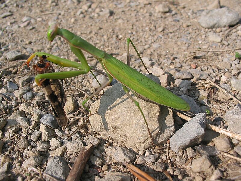 Piacere di conoscerti - Mantis religiosa